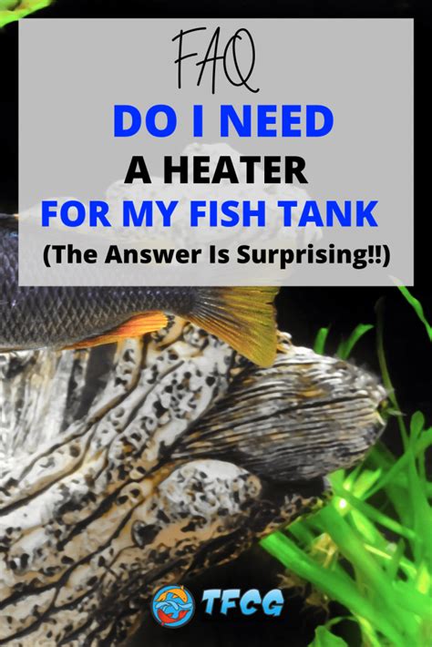 Do I Need A Heater For My Fish Tank? | TFCG