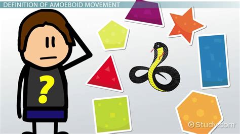 What is Amoeboid Movement? - Lesson | Study.com