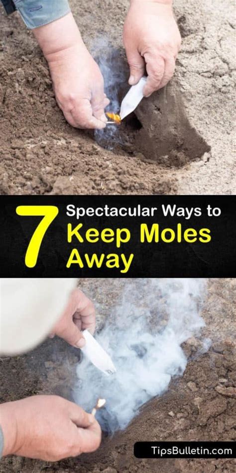 7 Spectacular Ways to Keep Moles Away | Mole repellent, Mole removal yard, Mole