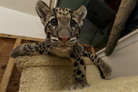 Life with Dylan: Clouded Leopard cubs are the "purrfect" addition to the San Diego Zoo