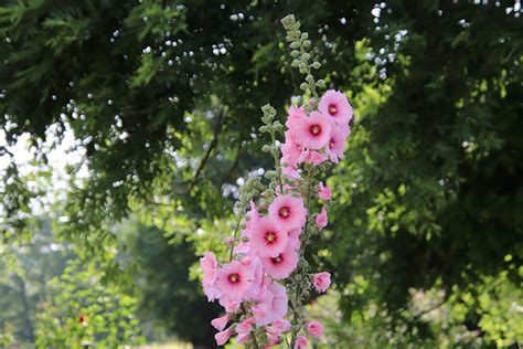 Hollyhock Color Pink Flowers - Free photo on Pixabay - Pixabay