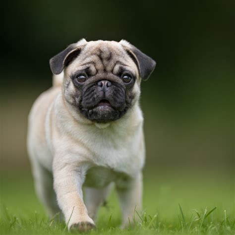 Pug Description, Weight, Temperament, Facts Britannica