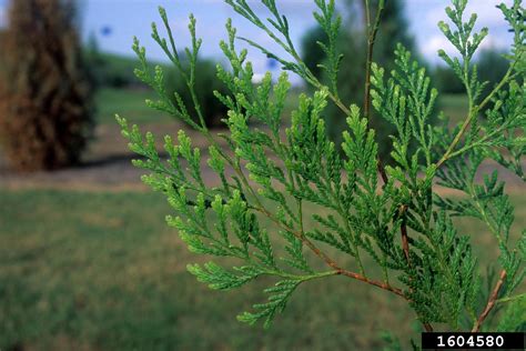 fujian cypress (Fokienia hodginsii)