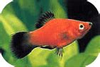 Platy fish and Freshwater tropical fish exporter and aquatic plants supply from Thailand