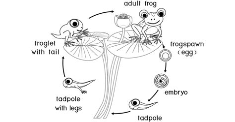 15 Cute and Quirky Frog Coloring Pages for Hours of Fun