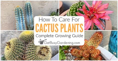 Cactus Care & Complete Growing Guide - Get Busy Gardening