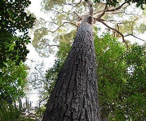 Yellow Meranti tree in Malaysia is likely the tallest in the tropics