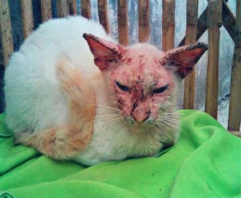 Jendela Kita: Flu Berat Cara Kucing Yang Mengobati