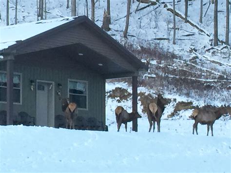 Antler Shed Cabins | Visiting the PA Great Outdoors