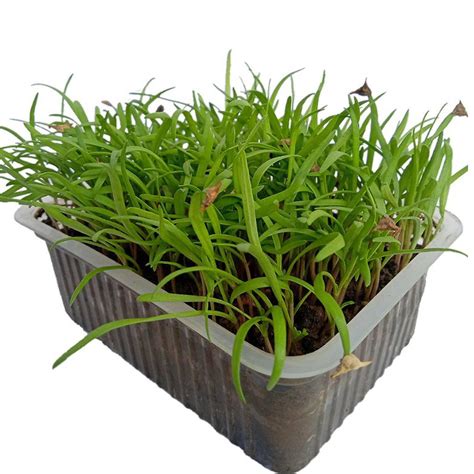 Microgreen Seeds – seed and plant