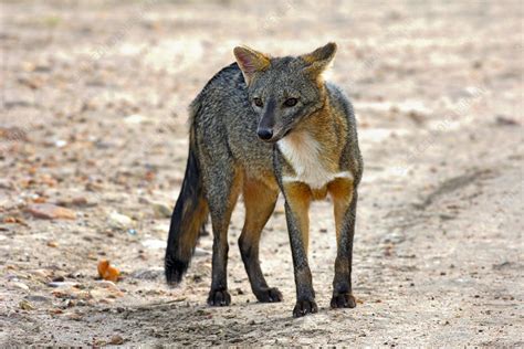 Crab-eating fox - Stock Image - C048/3959 - Science Photo Library