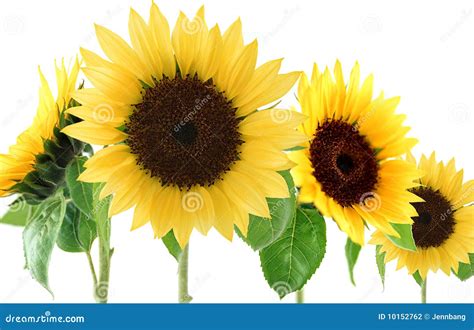 Bunch of sunflowers stock photo. Image of bloom, background - 10152762