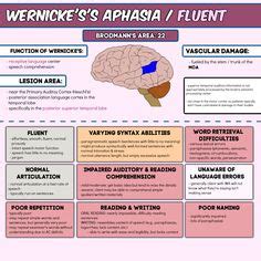 Pin by Vanessa Harkness on CNRN | Wernicke's area, Occipital lobe ...