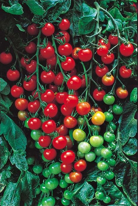 Tomato Super Sweet 100 VF Vegetable Seeds - VIRIDIS HORTUS