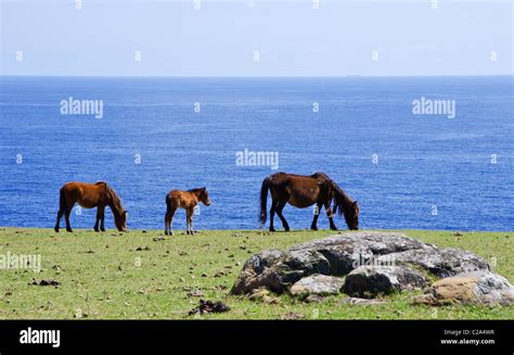 Wild Yonaguni Horses on Cape Agarizaki, Yonaguni Island, Yaeyama ...