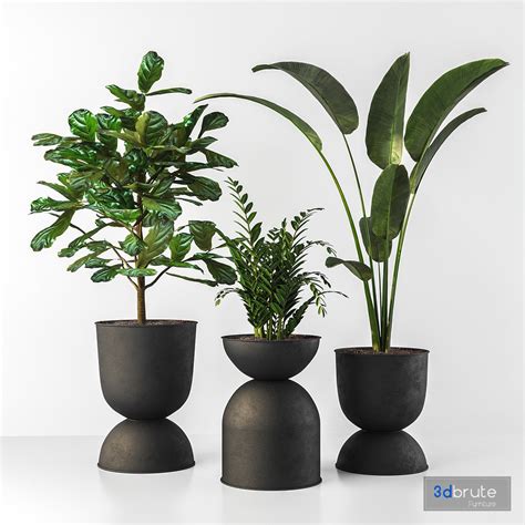 Indoor plant 3d model Buy Download 3dbrute