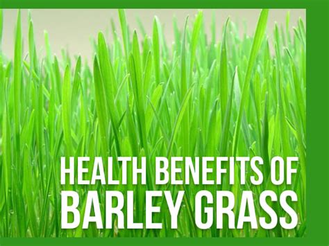 16 Amazing Health Benefits Of Barley Grass - Boldsky.com