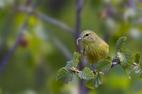 Orange-crowned warbler on Behance