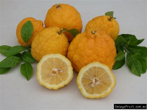 Lemon Tree Fruit Not Ripening | Fruit Trees