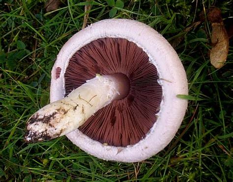 Agaricus campestris, Field Mushroom