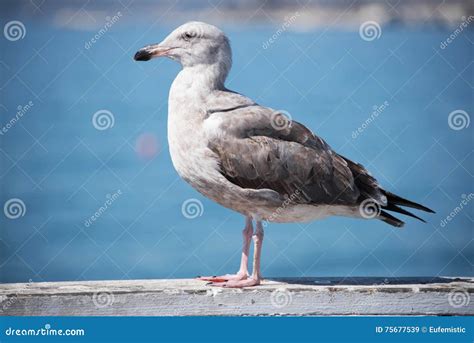 A Brown Seagull on the Pier Stock Image - Image of cute, birds: 75677539