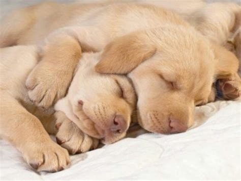 Sleeping together | Sleeping puppies, Puppies and kitties, Sleeping dogs