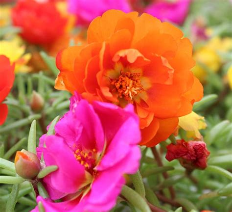 Moss Rose Flower Plant | Calloway's Nursery