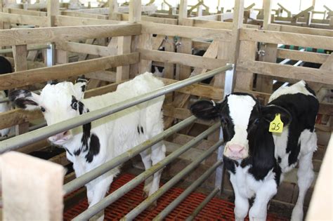 Mom at the Meat Counter: Raising the calves… the American Milk-fed Veal Industry, part 2