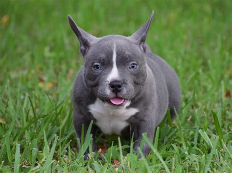 Best Extreme Pocket American Bully Puppies For Sale | by BULLY KING ...