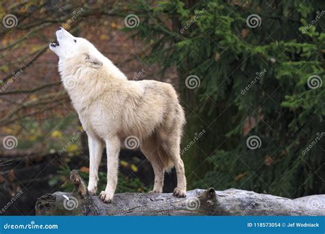 White Wolf Running Through Forest