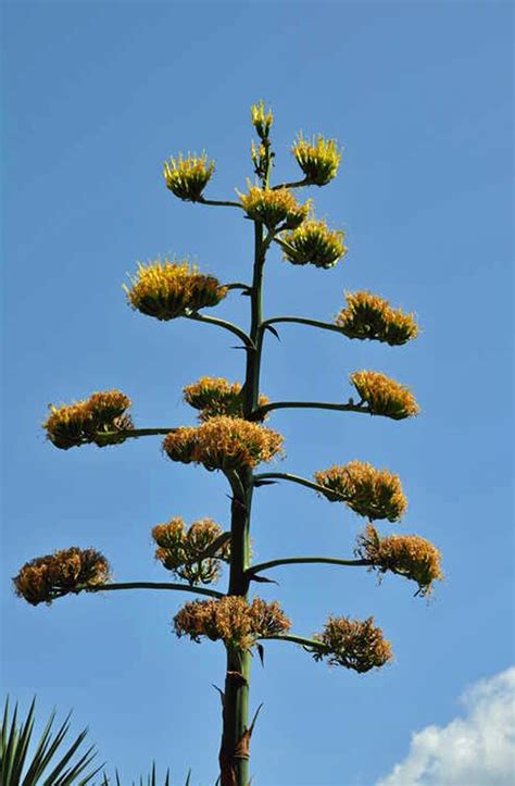 Agave parryi (Century Plant, Parry's Agave) | North Carolina Extension ...