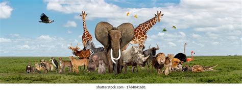 113,022 Large Group Animals Images, Stock Photos, and Vectors | Shutterstock