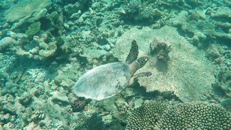 Baa Atoll snorkeling - YouTube