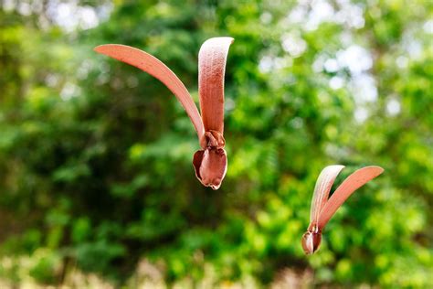 60 species/sub­ species of the Dipterocarp Tree can be found in Thailand. Dipterocarps are tall ...