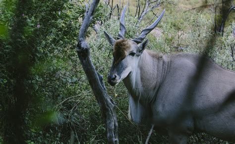 Wildlife | Maliba Lodge