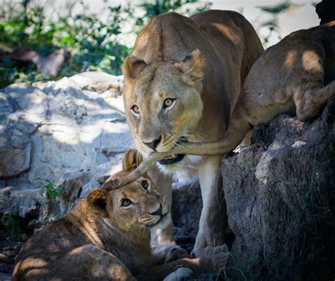 Gir National Park | History, Asiatic Lions, Wildlife & Safari Tours - Biology2minutes