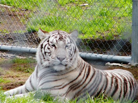 Animal Zoo Life: bengal tiger, Bengal tiger facts,bengal tigers,the bengal tiger,white bengal ...