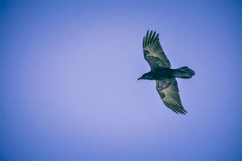 Black Bird Flying · Free Stock Photo