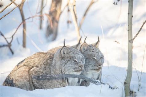 Yukon Wildlife Preserve (Whitehorse) - 2021 All You Need to Know BEFORE ...