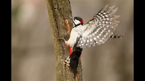 Pileated Woodpecker Playing Drum On Tree SOUND HD - YouTube