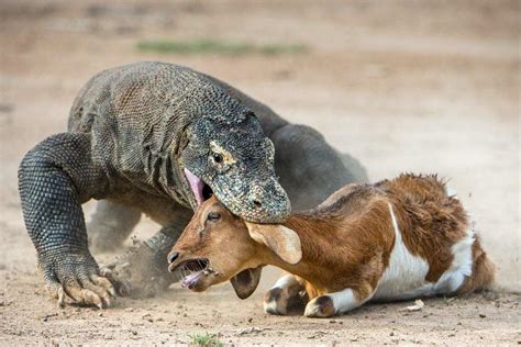 Komodo dragon destroys Goat : r/natureismetal