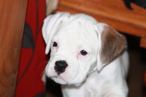 Boxer puppies for sale | Pets4Homes | Boxer puppies, White boxer puppies, Boxer puppies for sale