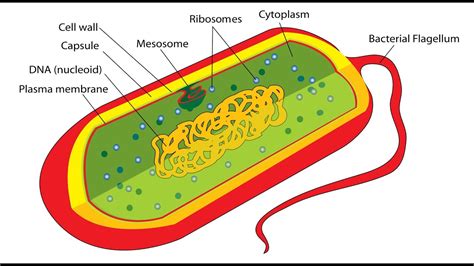 Célula Procariota (estructura) - Biología - YouTube