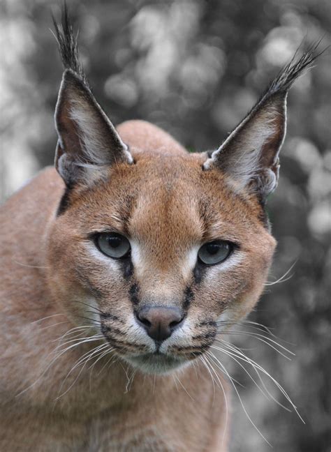 funkysafari: “Caracal by Anthea Fishburn Photography ” | Big animals ...