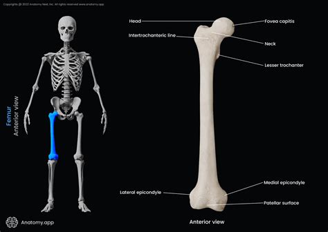 Femur | Encyclopedia | Anatomy.app | Learn anatomy | 3D models, articles, and quizzes