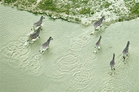 Aerial Photos of Botswana Wildlife- – Fubiz Media