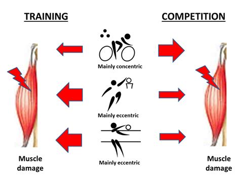 Concentric And Eccentric Muscle Training | EOUA Blog