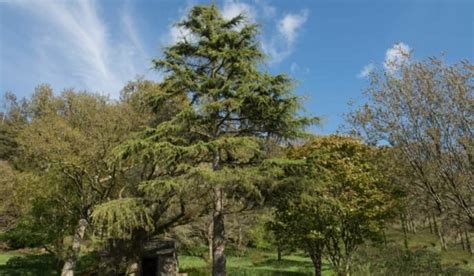 Deodar Tree: Facts, How to Grow and Care for Cedrus Deodara