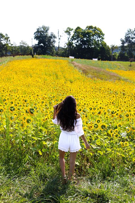 Sunflower Fields Forever - Lush to Blush