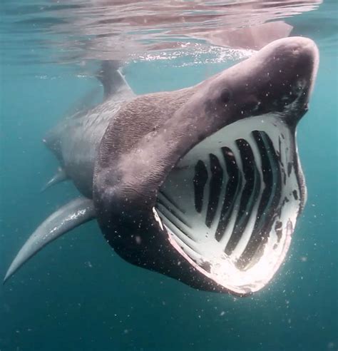 BASKING SHARK.The Basking Shark is the second largest fish in our ...